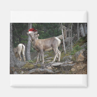 Mountain Goats with Santa Hats Magnet