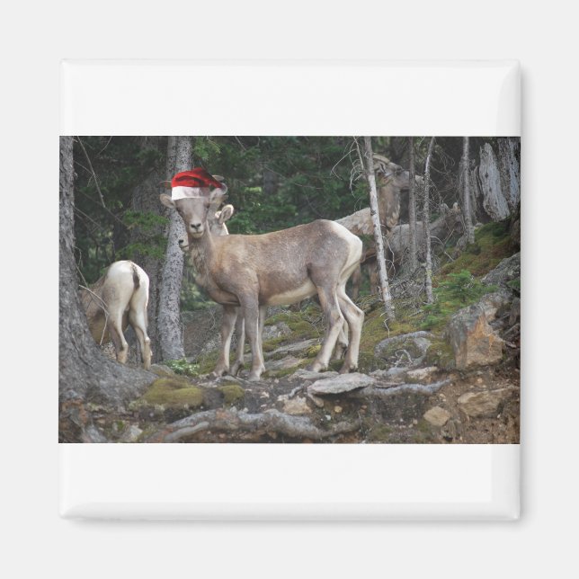 Mountain Goats with Santa Hats Magnet (Front)