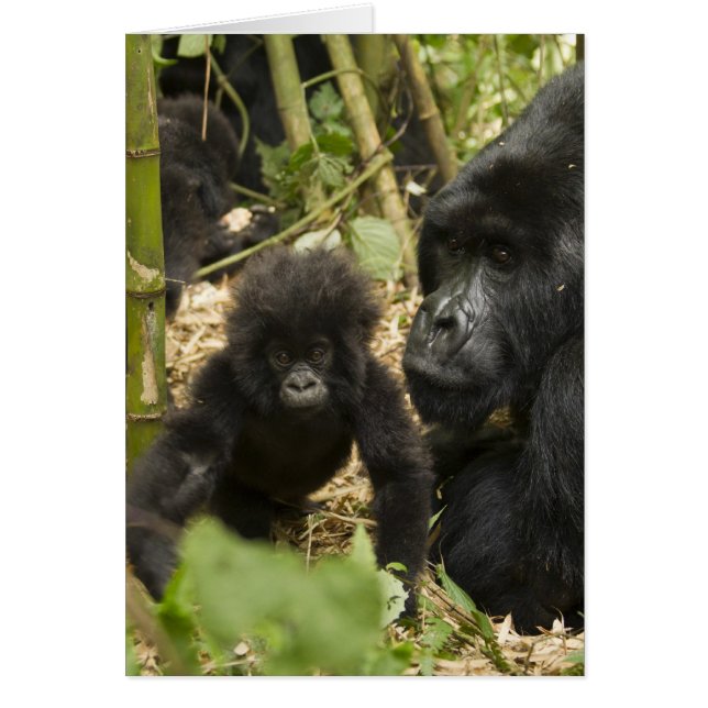 Mountain Gorilla, adult with young (Front)