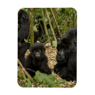 Mountain Gorilla, adult with young Magnet
