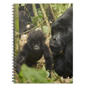 Mountain Gorilla, adult with young Notebook