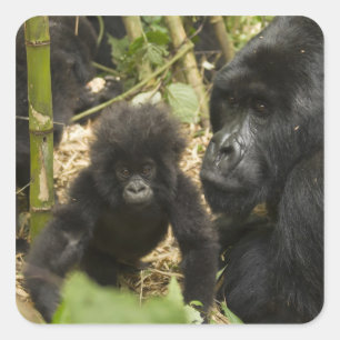 Mountain Gorilla, adult with young Square Sticker