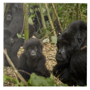 Mountain Gorilla, adult with young Tile