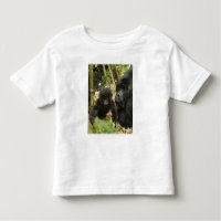 Mountain Gorilla, adult with young