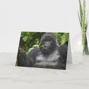 Mountain Gorilla and aging Silverback Card