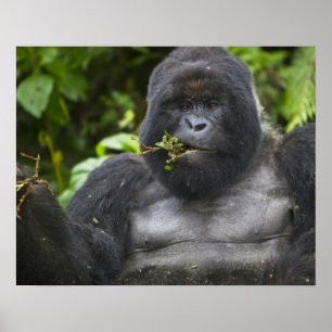 Mountain Gorilla and aging Silverback Poster