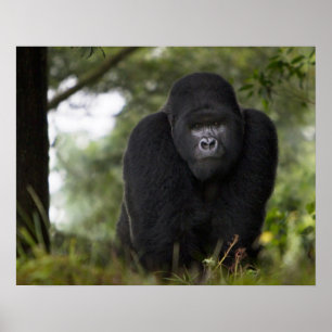Mountain Gorilla and Silverback 3 Poster