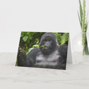 Mountain Gorilla and Silverback Card