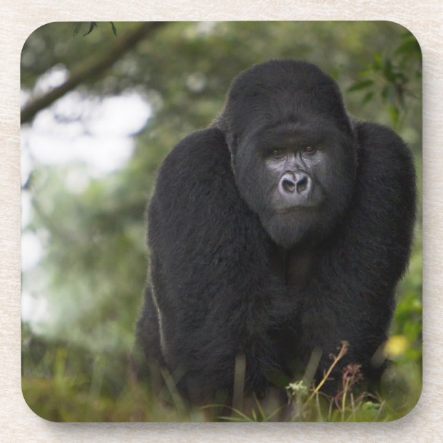Mountain Gorilla and Silverback Coaster (Front)