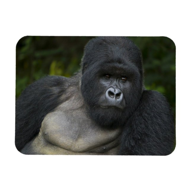 Mountain Gorilla and Silverback Magnet (Horizontal)