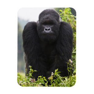 Mountain Gorilla and Silverback Magnet