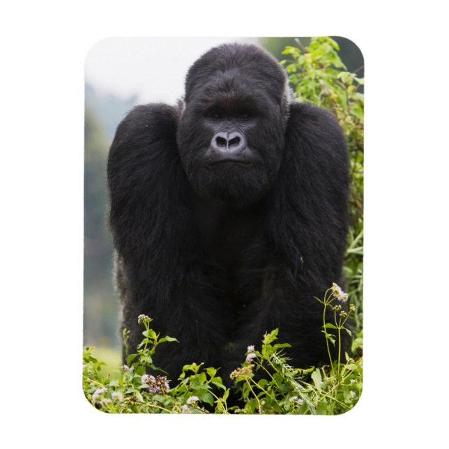 Mountain Gorilla and Silverback Magnet (Vertical)