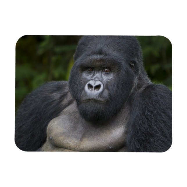 Mountain Gorilla and Silverback Magnet (Horizontal)