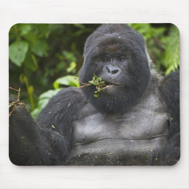 Mountain Gorilla and Silverback Mouse Mat (Front)