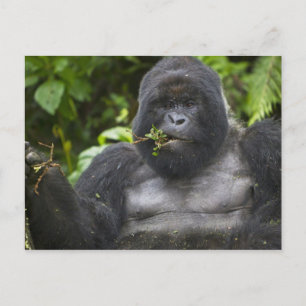 Mountain Gorilla and Silverback Postcard