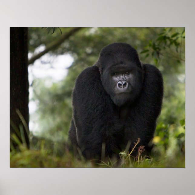 Mountain Gorilla and Silverback Poster (Front)