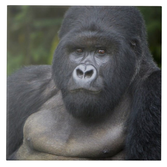 Mountain Gorilla and Silverback Tile (Front)