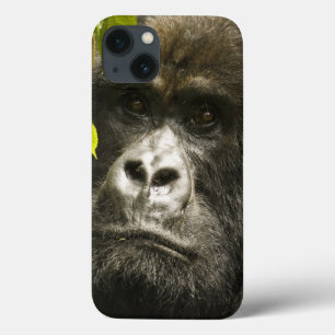 Mountain Gorilla, Gorilla beringei beringei, iPhone 13 Case
