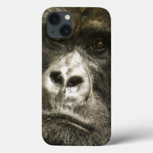 Mountain Gorilla, Gorilla beringei beringei, iPhone 13 Case