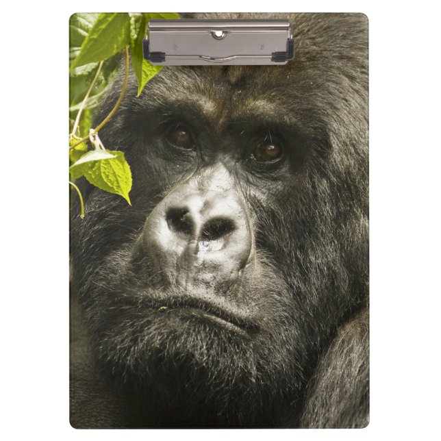 Mountain Gorilla, Gorilla beringei beringei, Clipboard (Front)