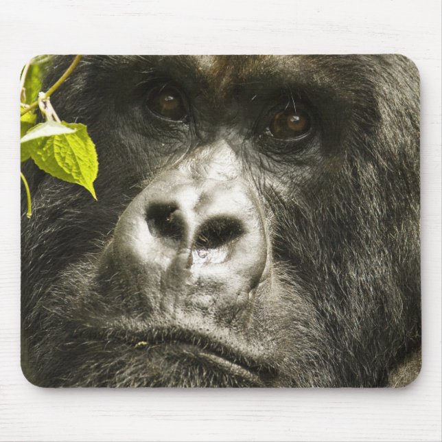 Mountain Gorilla, Gorilla beringei beringei, Mouse Mat (Front)