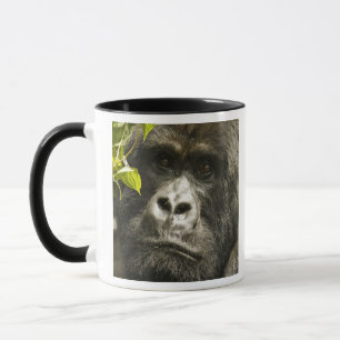 Mountain Gorilla, Gorilla beringei beringei, Mug