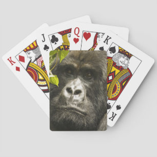 Mountain Gorilla, Gorilla beringei beringei, Playing Cards