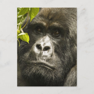 Mountain Gorilla, Gorilla beringei beringei, Postcard