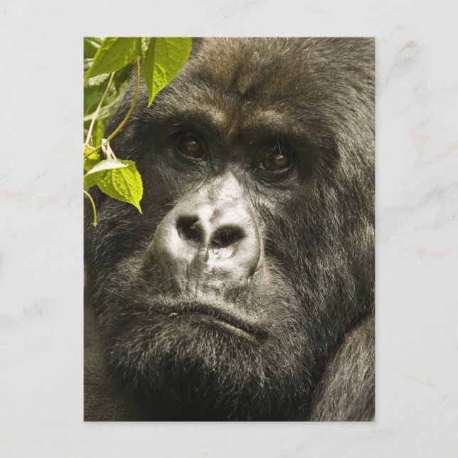 Mountain Gorilla, Gorilla beringei beringei, Postcard (Front)