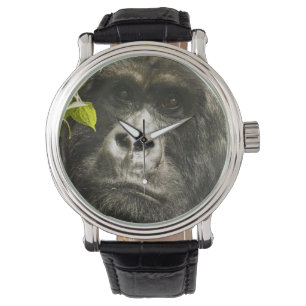 Mountain Gorilla, Gorilla beringei beringei, Watch