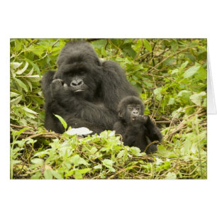 Mountain Gorilla, Gorilla beringei (formerly G.