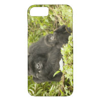 Mountain Gorilla, Gorilla beringei (formerly G.