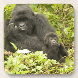 Mountain Gorilla, Gorilla beringei (formerly G. Coaster