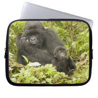 Mountain Gorilla, Gorilla beringei (formerly G.