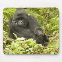 Mountain Gorilla, Gorilla beringei (formerly G.