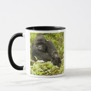 Mountain Gorilla, Gorilla beringei (formerly G. Mug