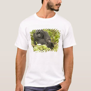 Mountain Gorilla, Gorilla beringei (formerly G. T-Shirt