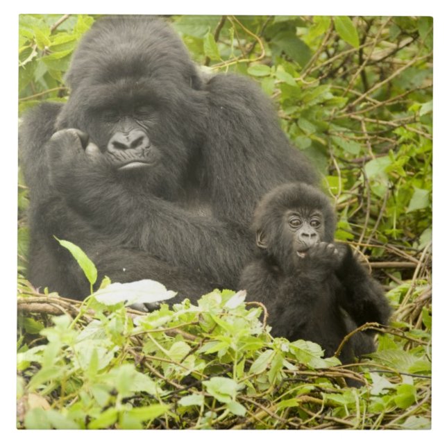 Mountain Gorilla, Gorilla beringei (formerly G. Tile (Front)
