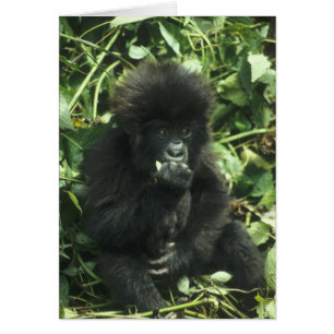 Mountain Gorilla, (Gorilla gorilla beringei),