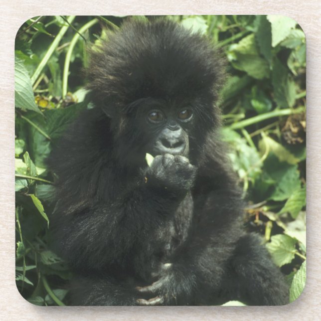 Mountain Gorilla, (Gorilla gorilla beringei), Coaster (Front)