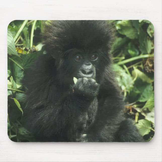 Mountain Gorilla, (Gorilla gorilla beringei), Mouse Mat (Front)