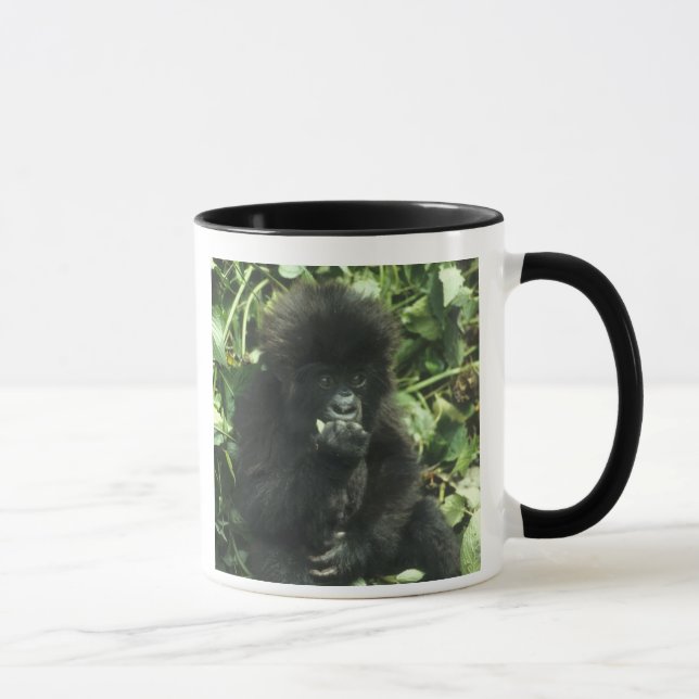 Mountain Gorilla, (Gorilla gorilla beringei), Mug (Right)