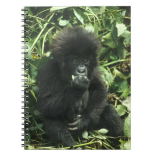 Mountain Gorilla, (Gorilla gorilla beringei), Notebook