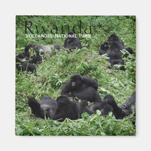 Mountain gorilla group in Rwanda text magnet