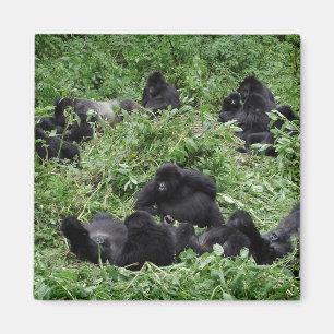 Mountain gorilla group magnet