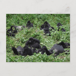 Mountain gorilla group postcard