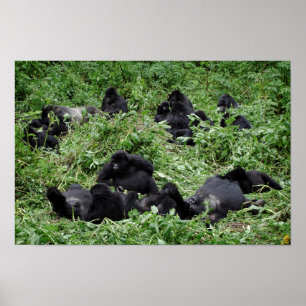 Mountain gorilla group poster print