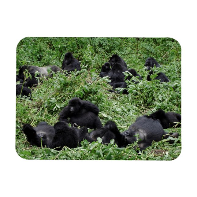 Mountain gorilla group rectangle photo magnet (Horizontal)