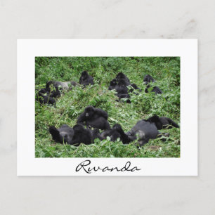 Mountain gorilla group white border holiday