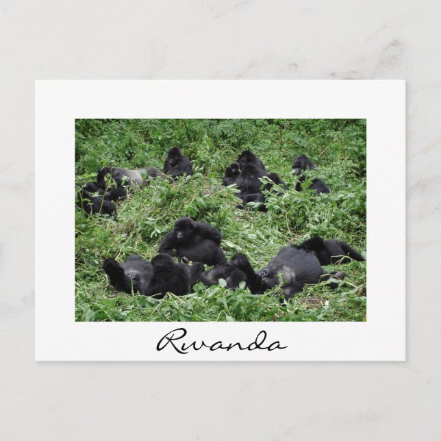 Mountain gorilla group white border postcard (Front)